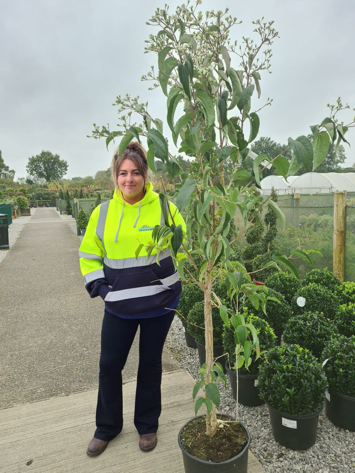 Heptacodium Miconioides 20 Litre Pot 100/120cm Tall