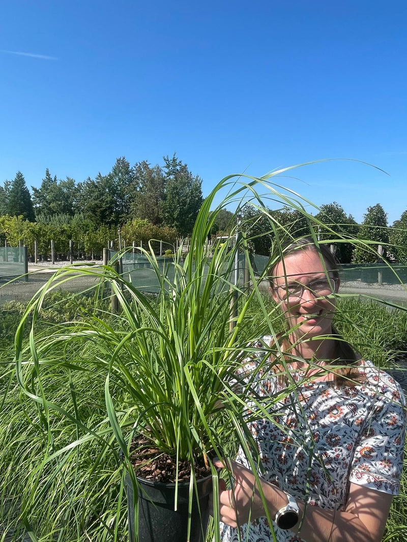 Cortaderia Selloana Pumila 3 Litre Pot