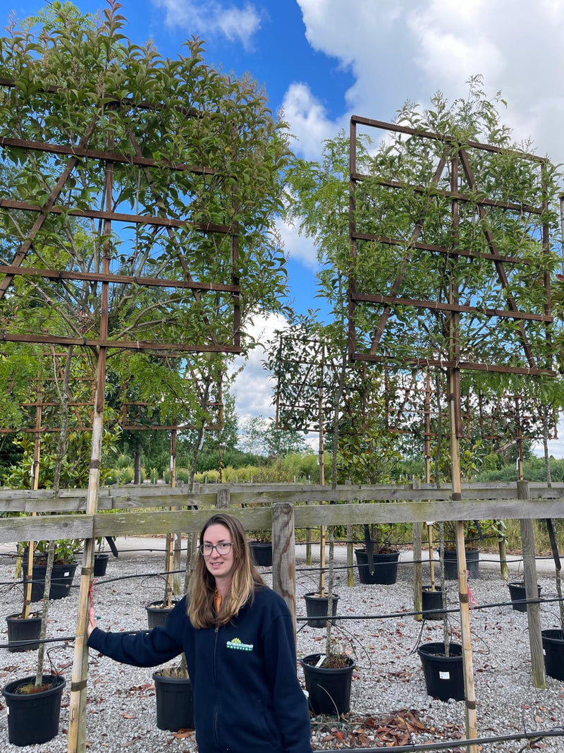 Ligustrum Japonicum 8/10cm Pleached 200cm Standard