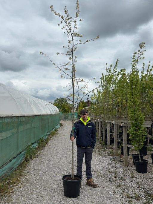 Quercus Palustris Standard 6-8cm Girth Pre Order/Ready For June