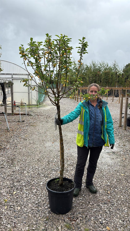 Malus Yellow Siberian Half Standard 30 Litre Pot