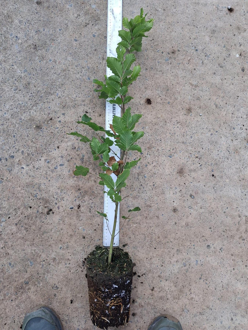 Beech Hedge Green 2 Litre Pot Grown 60-80cm