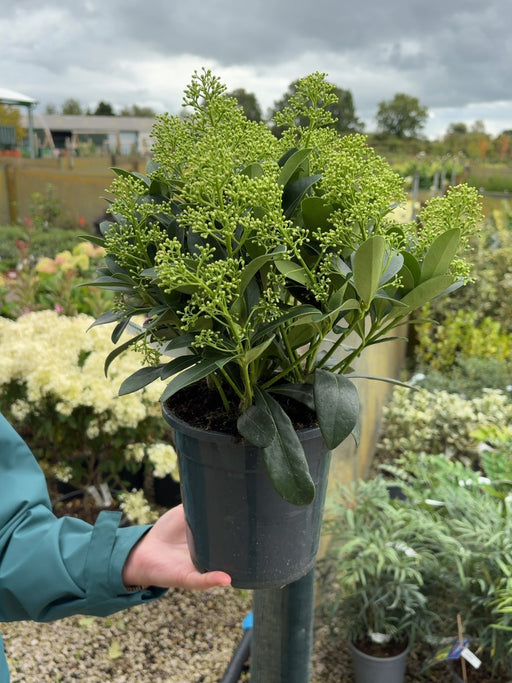 Skimmia Japonica Finchy 2 Litre Pot