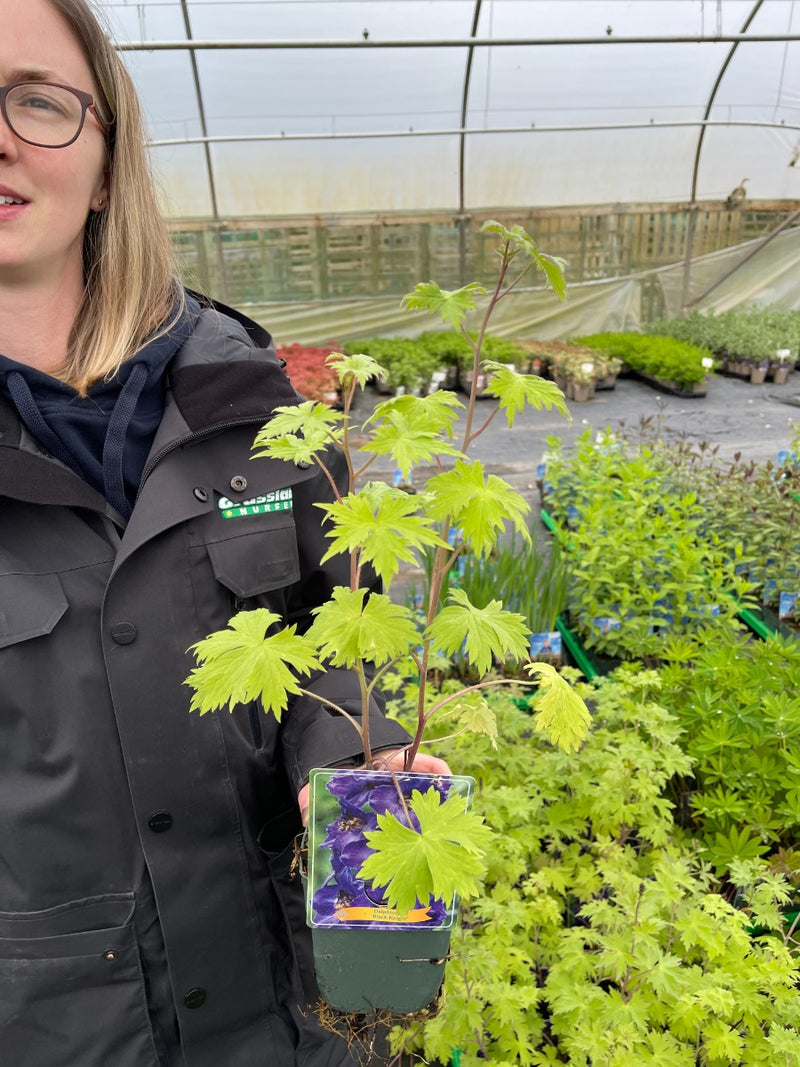 Delphinium Black Knight 2 Litre Pot