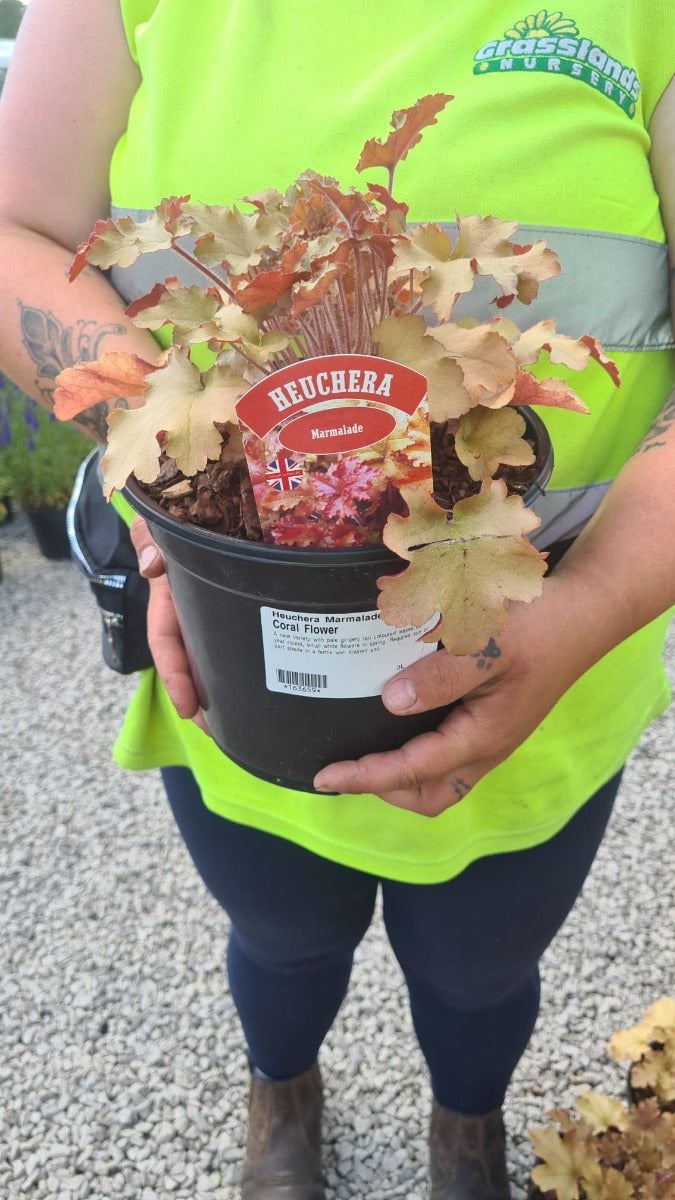 Heuchera Marmalade 2 Litre Pot