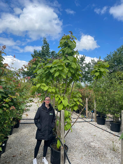 Catalpa Bignonioides Multi Stem 2.5/3m