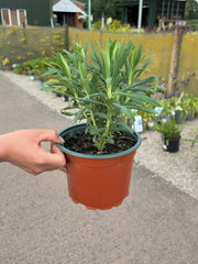 Euphorbia Characias Wulfenii 2 Litre Pot