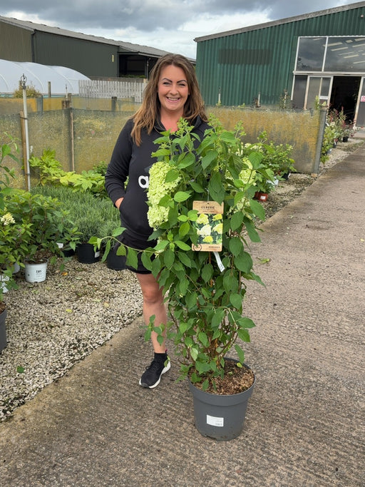 Hydrangea Paniculata Limelight 12 Litre Pot 100-125cm