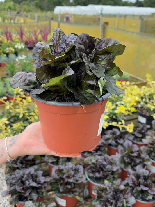 Ajuga Black Scallop 2 Litre Pot