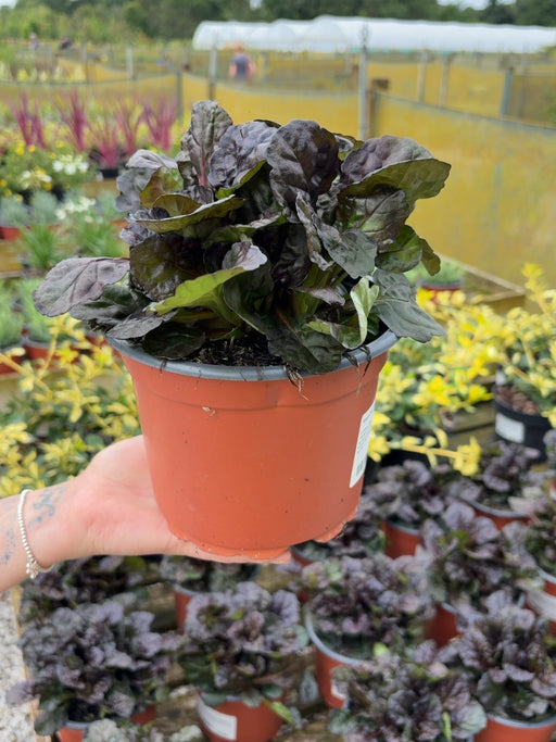 Ajuga Black Scallop 2 Litre Pot