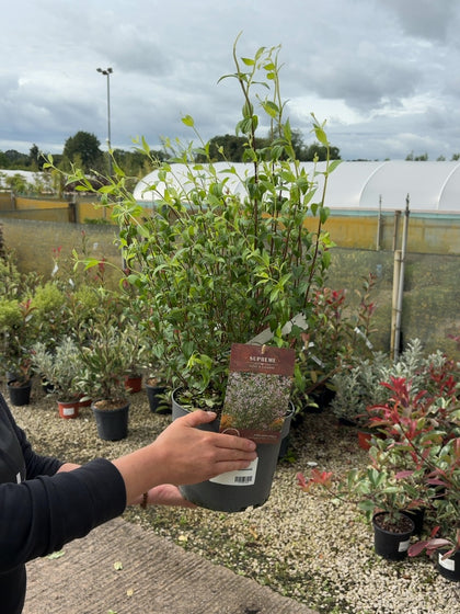 Philadelphus cor. Petite Perfume Pink 4 Litre Pot 40-60cm