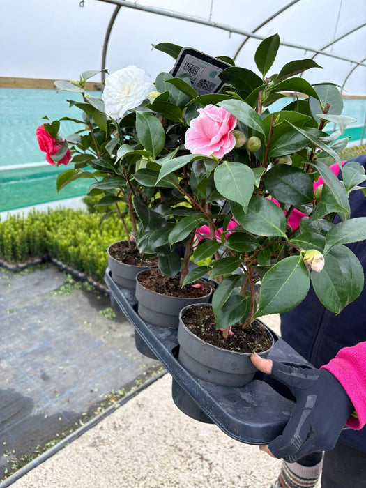 Camellia Japonica Mix 1.5 Litre x 3