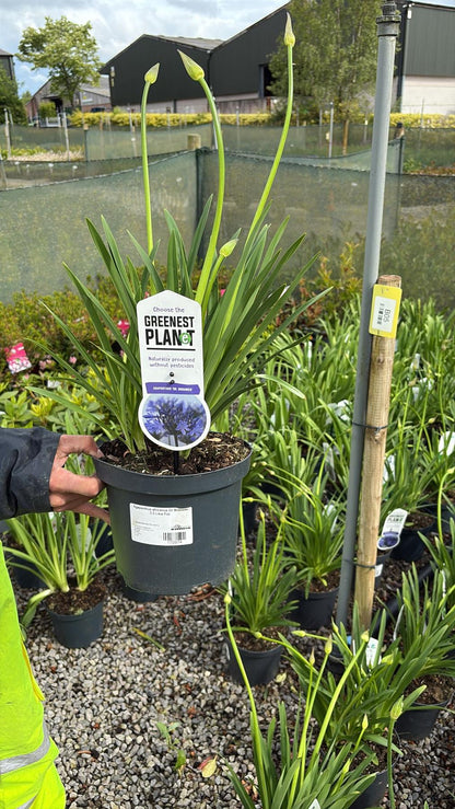 Agapanthus africanus Dr Brouwer 3.5 Litre Pot