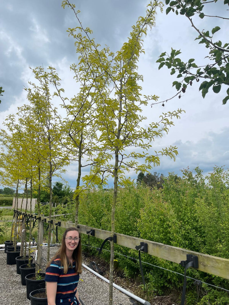 Gleditsia Tria. Sunburst Standard 8-10cm Girth