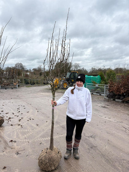 Pear Doyenne Du Comice Half Standard Root Ball 12/14cm Girth