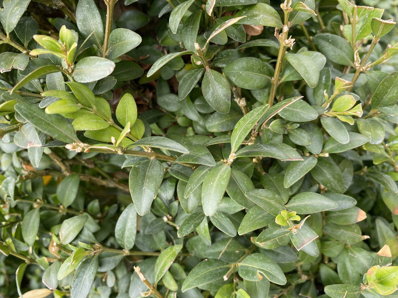 Buxus Cone 15 Litre Pot 100/110cm