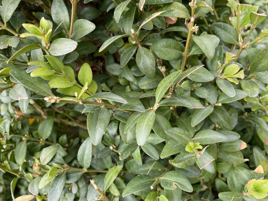 Buxus Cone 15 Litre Pot 100/120cm