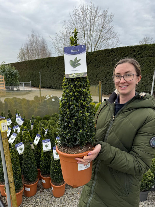 Buxus Cone 5 Litre Pot 50/60cm