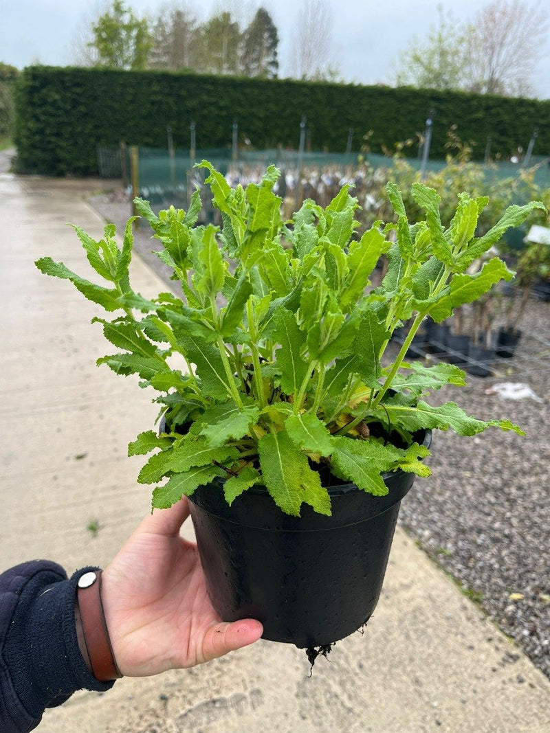 Salvia Schneehugel 2 Litre Pot