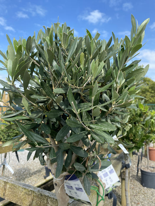 Olea Europea - Olive 1/4 Standard 5 Litre Pot