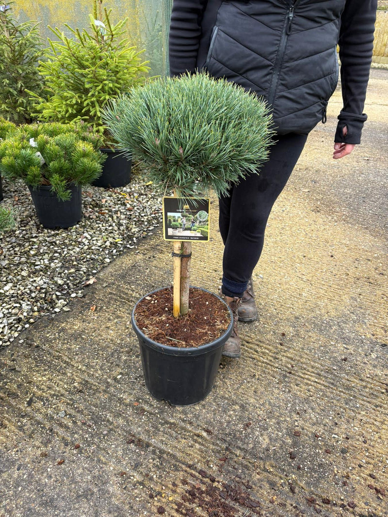 Pinus Sylvestris Watereri Quarter Standard 40cm Stem 35cm Head 18 Litre Pot