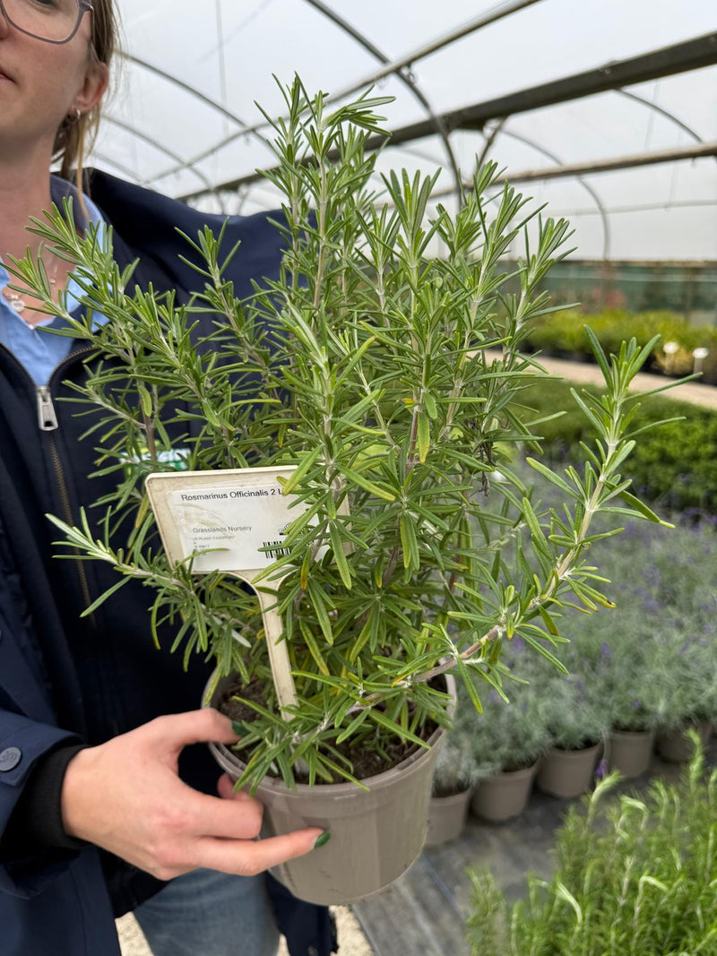 Rosmarinus Officinalis 2 Litre Pot