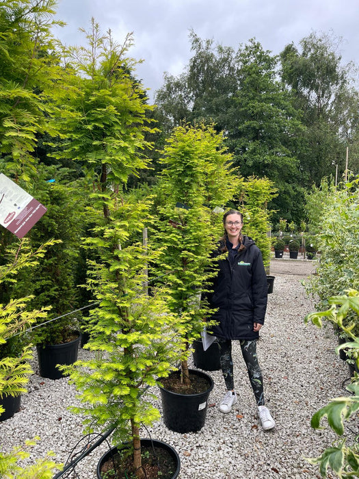 Metasequoia Amber Glow 30 Litre Pot