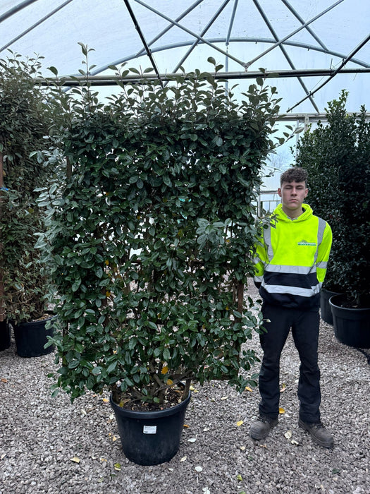 Elaeagnus Ebbingei Compacta Pleached Wall Frame 55 Litre Pot 160x110