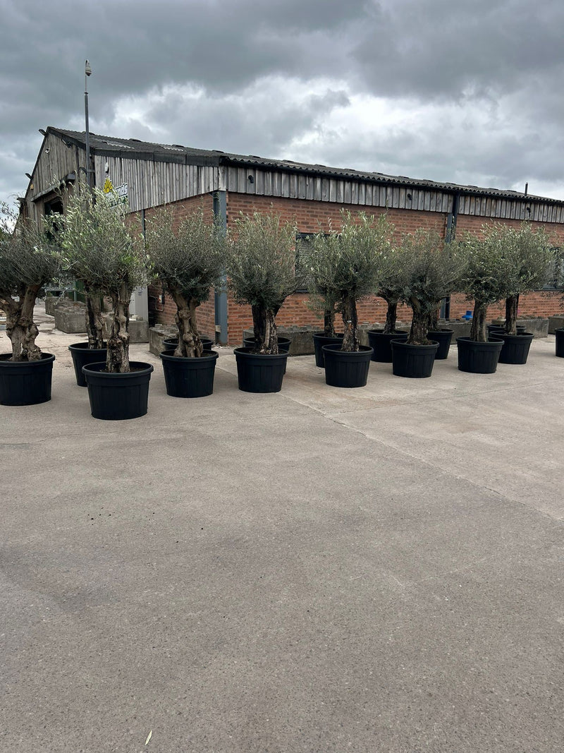 Olea Europea Gnarled Specimen Olive Tree