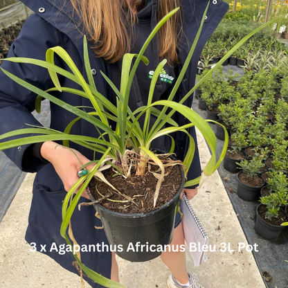 20 x Drought Tolerant Border Pack 2