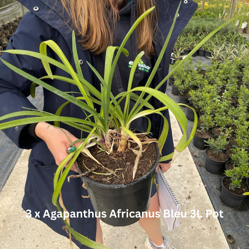 20 x Drought Tolerant Border Pack 2