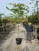 Carpinus B. Pleached Std 10/12G. 150 St 120H x 150W Order For June