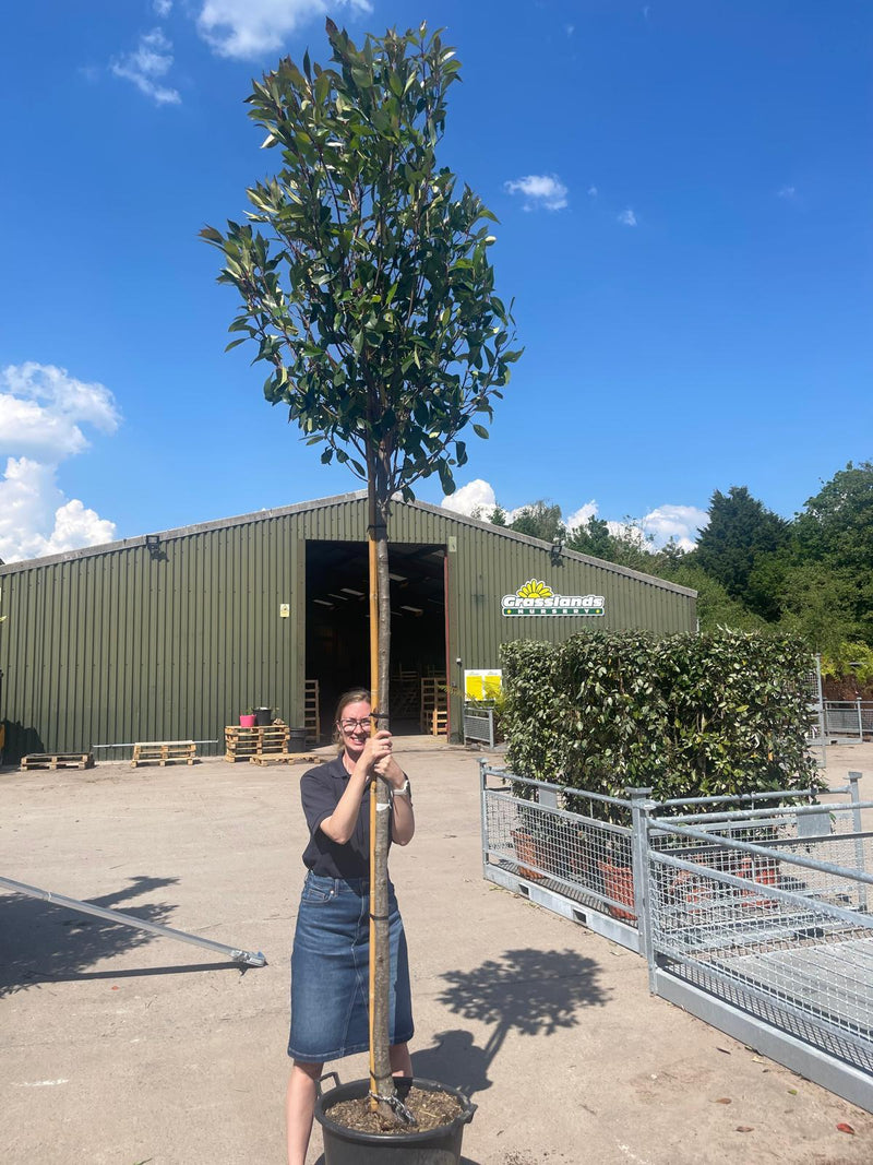 Photinia Red Robin Full Standard 45 Litre Pot 10/12cm Girth