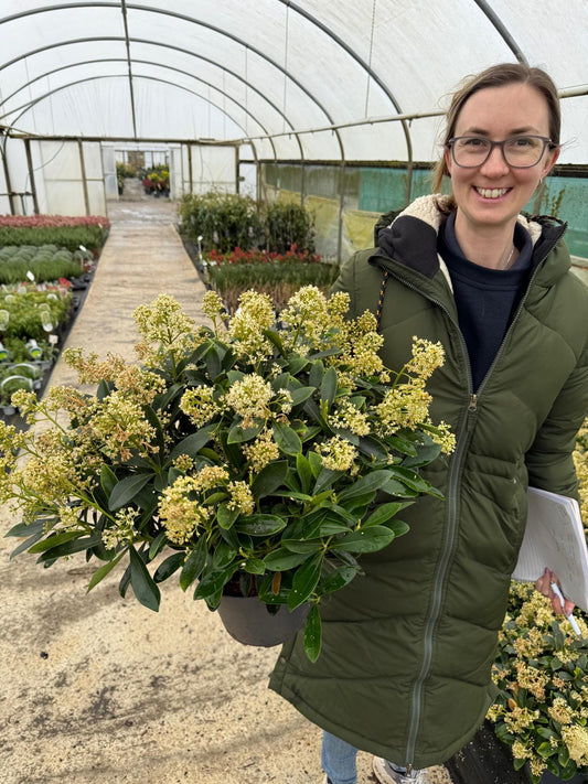 Skimmia Japonica Finchy 2 Litre Pot