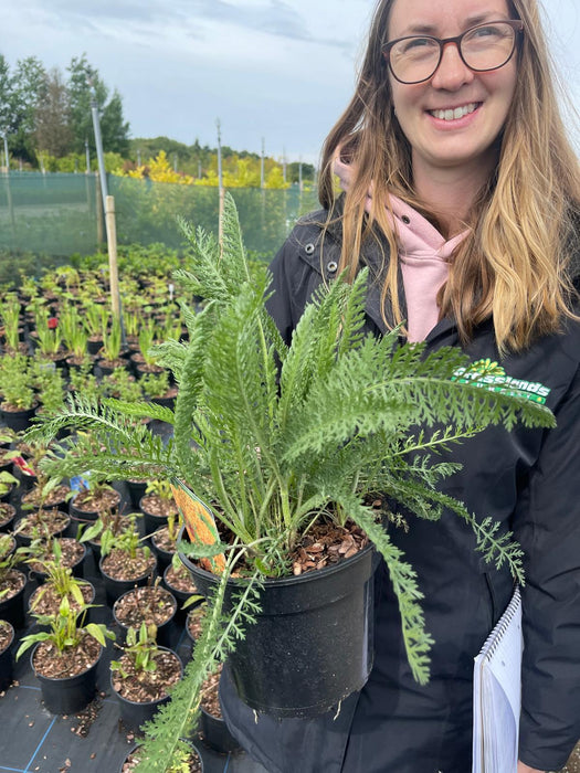 Achillea Terracotta 3 Litre Pot