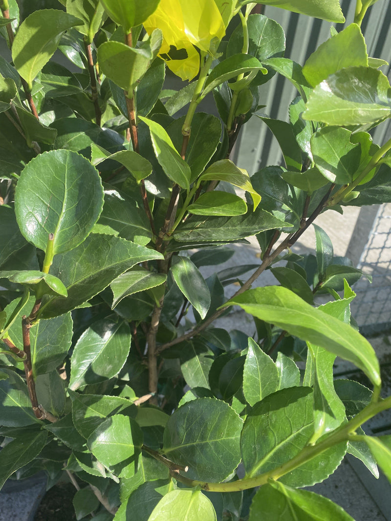 Camellia Jap. Prof. Fillippo Parlatore 18 Litre Pot