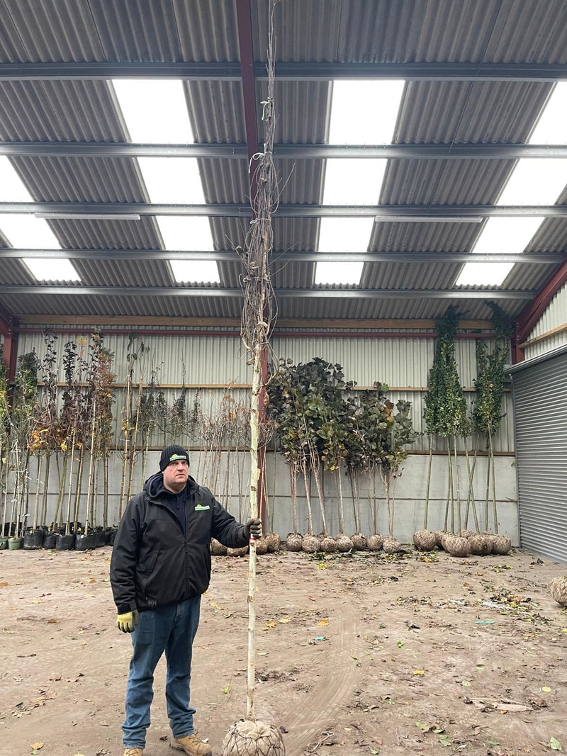 Betula Utilis Jacquemontii 10/12cm Girth