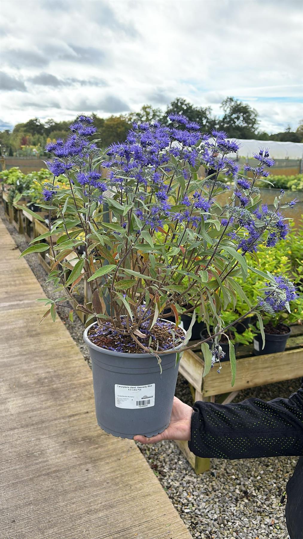 Caryopteris cland. Heavenly Blue 4.5 Litre Pot