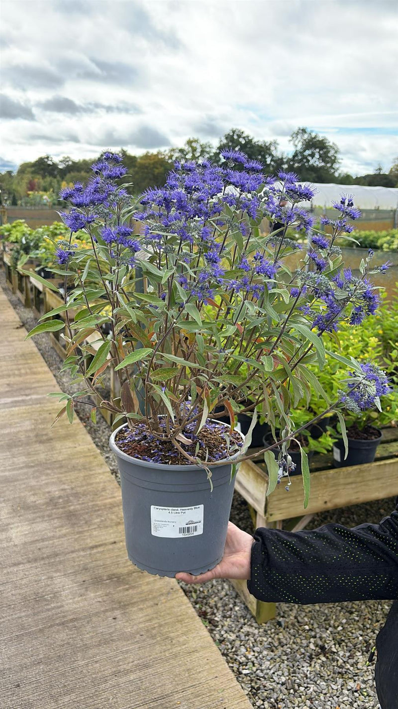 Caryopteris cland. Heavenly Blue 4.5 Litre Pot