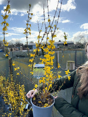 Forsythia intermedia Week End 4.5 Litre Pot