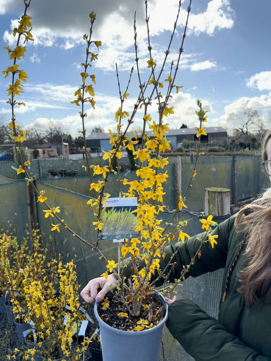 Forsythia intermedia Week End 4.5 Litre Pot