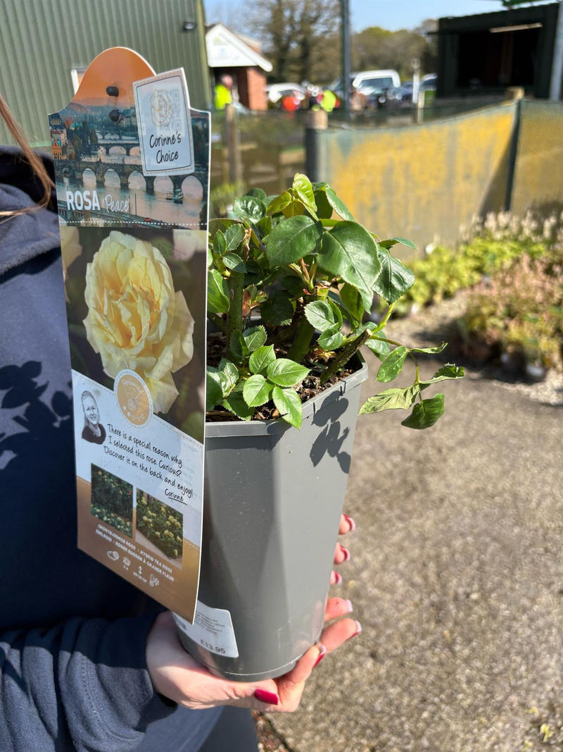 Rose Peace 3 Litre Pot