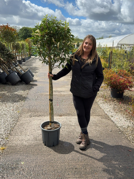 Prunus Lusitanica Myrtifolia 100cm Stem 1/2 Standard 18 Litre Pot