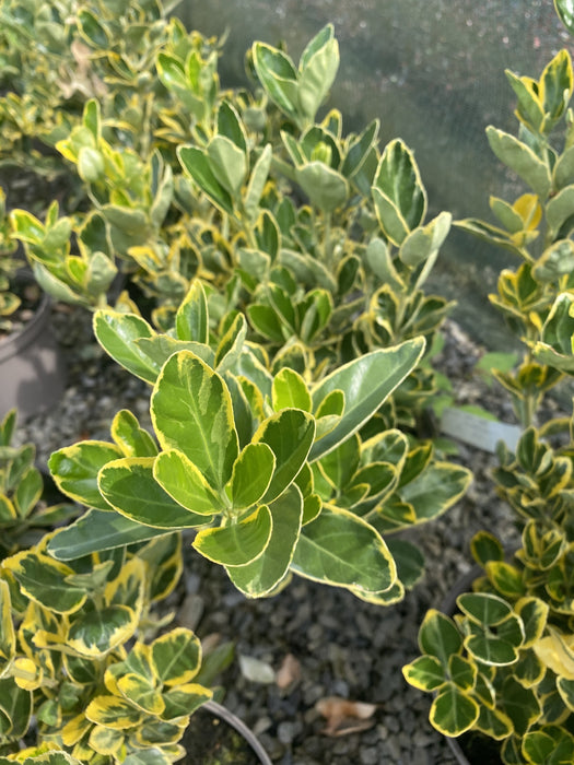 Euonymus Japonicus Marieke 7.5 Litre Pot