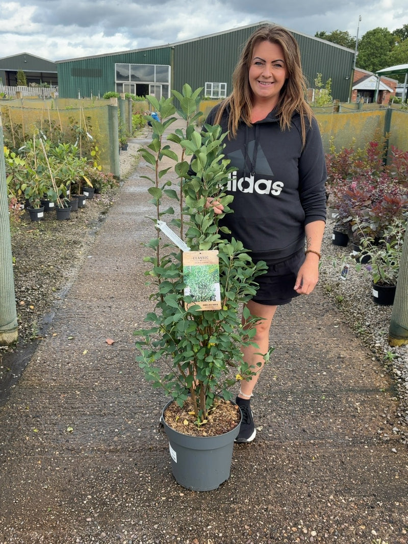 Amelanchier aln. Obelisk 12 Litre Pot 100/125cm