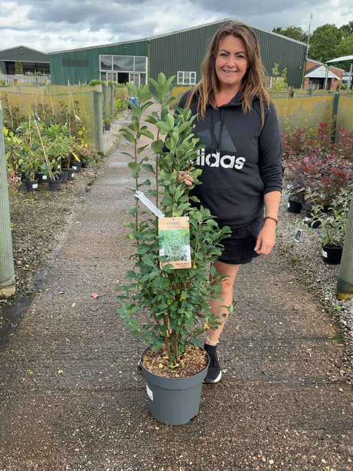 Amelanchier aln. Obelisk 12 Litre Pot 100/125cm