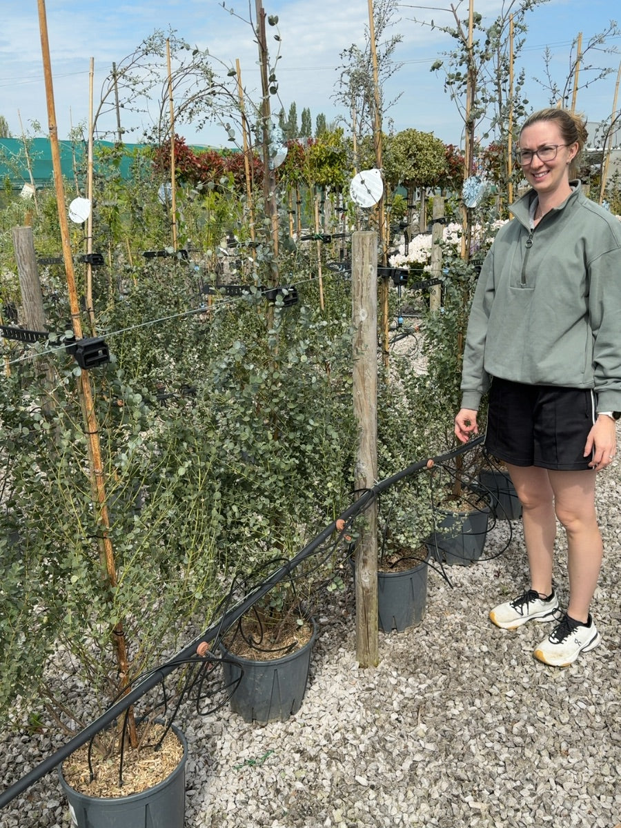 Eucalyptus Azura 9 Litre Pot 175/200cm