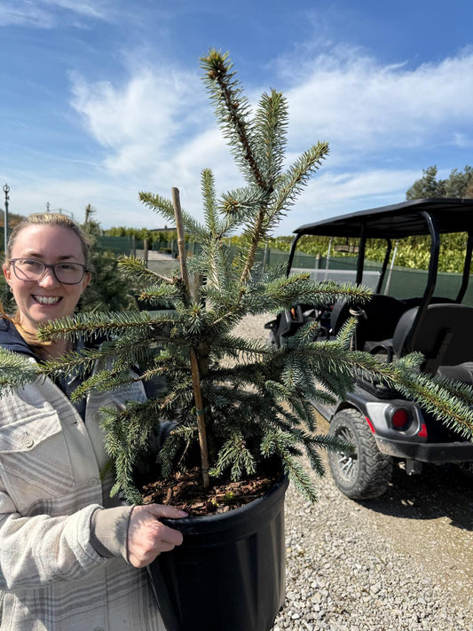 Picea Pungens Erich Frahm 18 Litre Pot