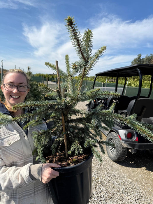 Picea Pungens Erich Frahm 18 Litre Pot