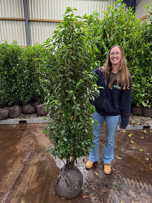 Portuguese Laurel 160/180cm Root Ball Delivery from October